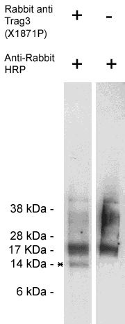   Western blot of endogenous Trag3 present in Jurkat cell lysate (15 ug/lane) using X1871P (0.5 ug/ml) and developed using anti-rabbit HRP (1:75k) and Pierce’s Super Signal West Femto.